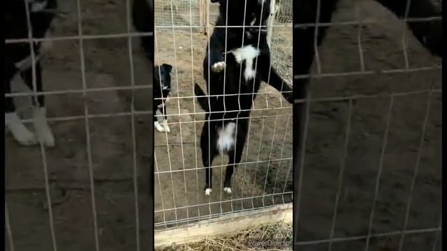 Подопечные фонда помощи животным
