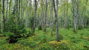 Yoll's добрый stream из Совиного дола. Укачиваю вас в лес