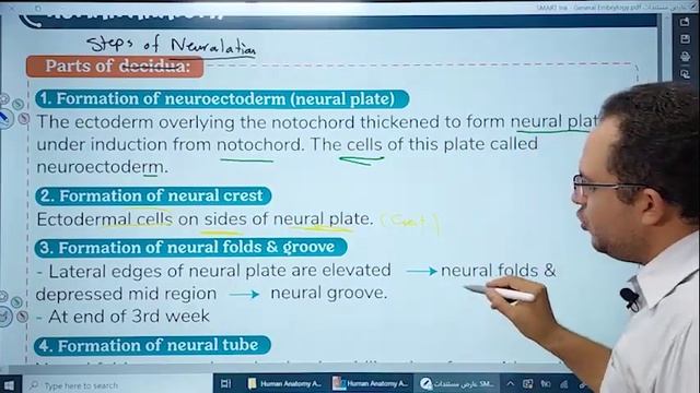 Formation of Neural Tube смотреть онлайн
