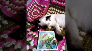 Обзор Эпин-экстра, Цитовит,Феровит, Домоцвет и Циркон. Что это и для чего.