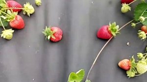 Сорт клубники НСД Флорида Бьюти