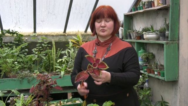 "У Дачи!". Черенкуем комнатные растения. Часть 2. Выпуск от 25.03.19 смотреть онлайн