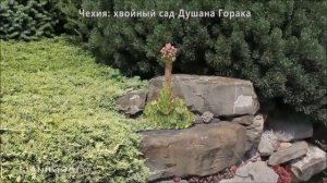 Чехия: хвойный сад Душана Горака.