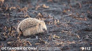 Останови огонь - 19