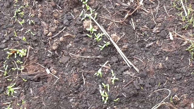 Отчет по Бархатцам. Много посадок в грунт / влог с нашей дачи смотреть онлайн