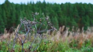 КУПИЛ 2 ДОМА В ДЕРЕВНЕ _ ПЕРВЫЕ ЗАМОРОЗКИ _ ЗАМЕРЗЩИЕ КАБАЧКИ И ВКУСНЫЕ ЯБЛОКИ _ ЗАПАСЫ НА ЗИМУ