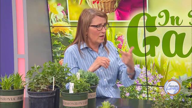 KELOLAND Living: Zone 5 envy смотреть онлайн