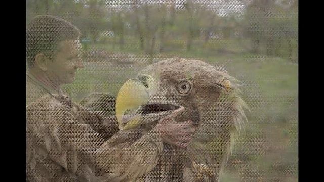 Обучение орла полетам..mpg смотреть онлайн