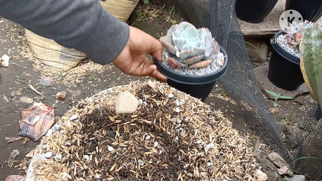 CHICKA MINUTE WHILE PUTTING PUMICE ON TOP||PRICE REVEAL😁 смотреть онлайн