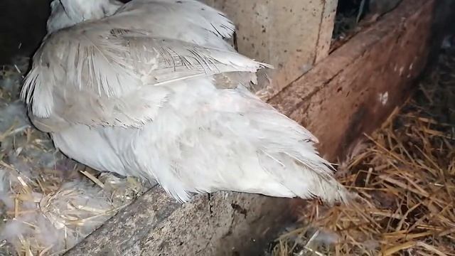 Индоутки и квочки сидят на яйцах / Как дела у моих уточек? / Сколько квочек у меня? смотреть онлайн