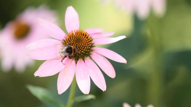 Chopin: Complete Polonaises смотреть онлайн