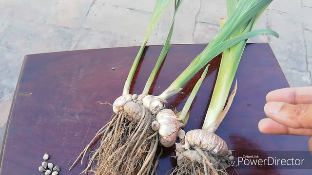 How to  Save and Store Gladiolus Corms | How to Save and Store Gladiolus Bulbs @AsimGarden смотреть онлайн