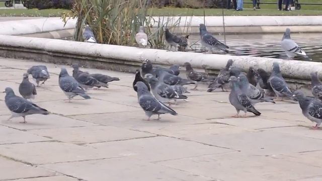 Hyde Park Italian Gardens : Magic Lantern raw on a Canon 550D смотреть онлайн