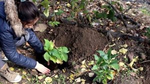 Купила новые сорта крупнолистной гортензии. Высаживаю гортензию в грунт поздней осенью.