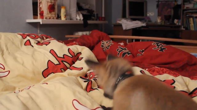 лисенок охотится на то, что живет под одеялом смотреть онлайн