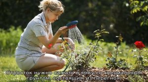 Роза Поэзия