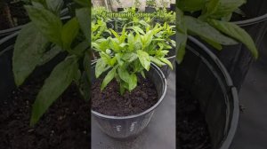 ПИТОМНИК ГОРТЕНЗИИ МЕТЕЛЬЧАТОЙ #наташинисерёжинсад АДРЕС