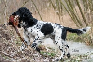 Каталог пород собак. Большой мюнстерлендер Grosser Münsterländer Vorstehhund, Münsterländer