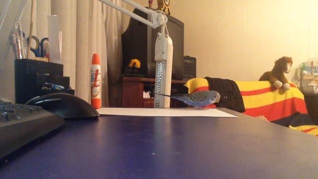 Дрессировка волнистого попугая с помощью методики кликер-тренинг (1 урок) смотреть онлайн