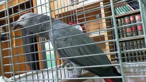 АРАБСКИЙ ПОПУГАЙ МАШААЛЛАХ