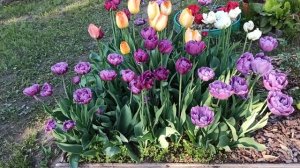 Шикарное цветение тюльпанов 30.05.2021.