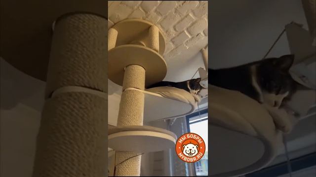 Потолочный комплекс для котиков — одно из самых лучших пространственных решений
