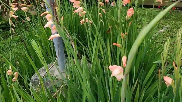 My Gladiolus Garden Tour || Fahmida's Gardening смотреть онлайн