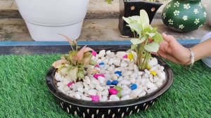 Tips about Syngonium Plant/Arrowhead plant|| सिंगोनियम के महत्वपूर्ण टिप्स@gardendreams2022