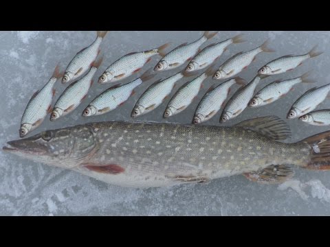 Рыбалка. Ловим щуку и плотву смотреть онлайн