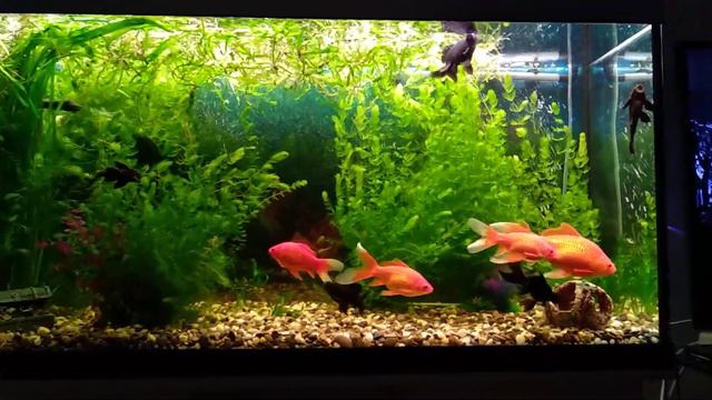 Нерест золотых рыб смотреть онлайн