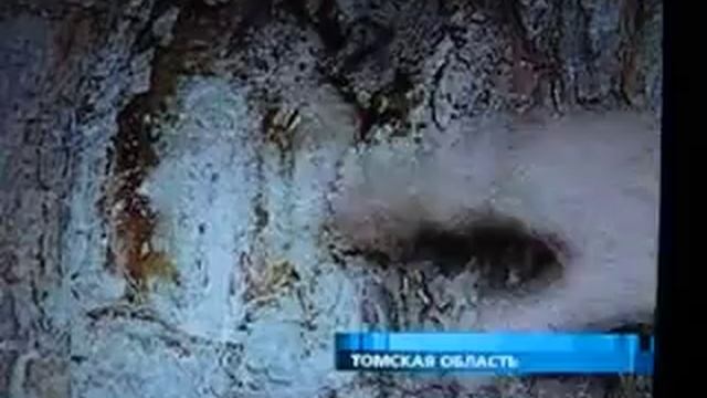 Шишкобой - сбор кедровой шишки смотреть онлайн