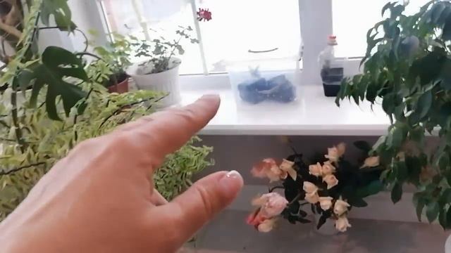 Получила саженцы из Валберис.