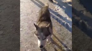БРОШЕННАЯ СОБАКА .Очень грустное видео