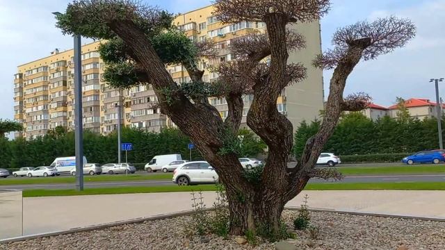 Краснодар Восточно-Кругликовская улица Парк Галицкого