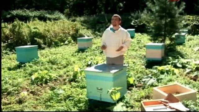 Советы начинающему пчеловоду