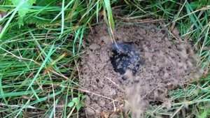 Крот ушел под землю