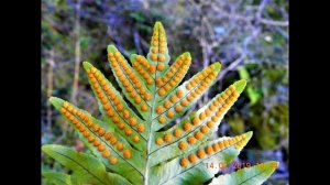 Polypodium cambricum   Greece  by  Theo Fotiadis