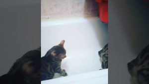 Бенгалы Пенза семейные разборки