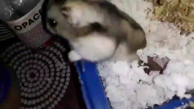 Стевия встревоженна! смотреть онлайн