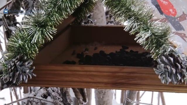 Кормушки для птиц изготовили и повесили на деревьях ученики Икшанской средней школы смотреть онлайн