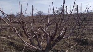 черешня, срез на обратный рост.