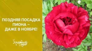 Поздняя посадка пиона – даже в ноябре!