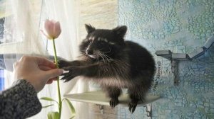 496 Александр Серов - Говори со мной (инструментал)