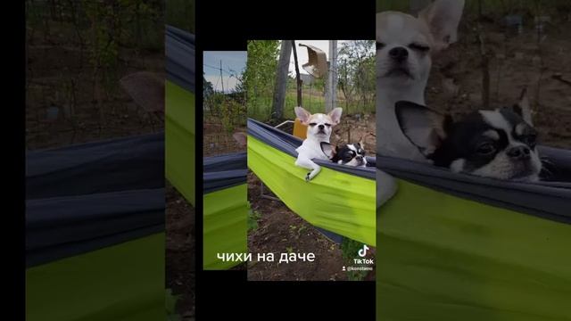 Более и Амиго на даче #чихуахуа #щенки #Болик #амиго #дача