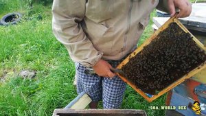 Селекция Украинской степной. На пасеке у Федоровича