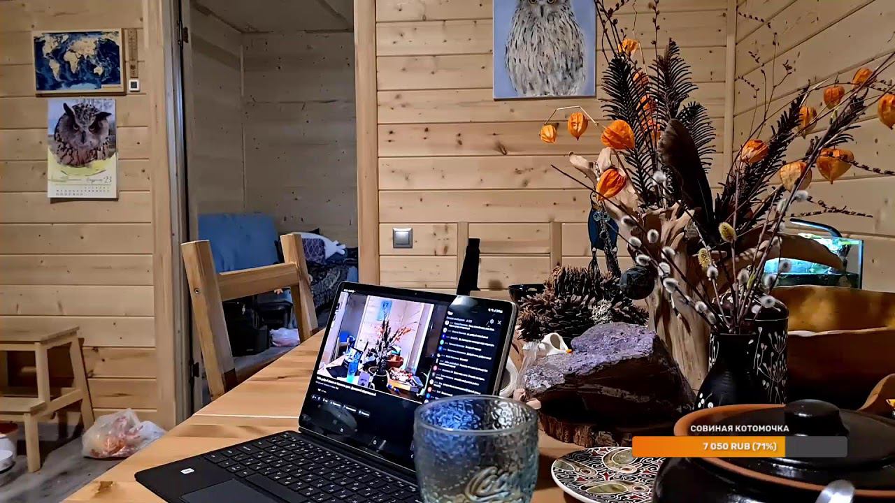 Yoll's добрый Stream из Совиного дола. Домашний общительный