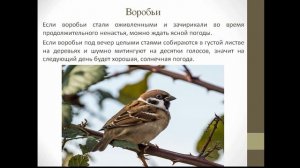 Живые барометры. Часть 1.