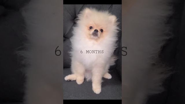 Pomeranian puppy growth from 3 to 9 months