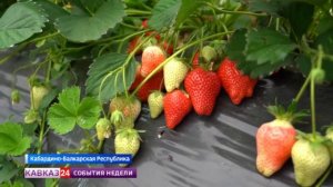 В КБР приступили к сбору урожая клубники