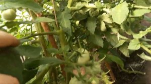 Чем подкормить помидоры для сладости и чтобы плоды выросли большими